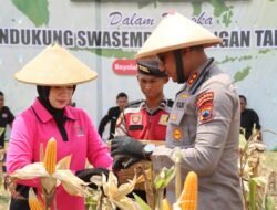 Kapolres Boyolali Bersama Forkopimda Panen Raya Jagung, Bukti Sinergi untuk Ketahanan Pangan Nasional