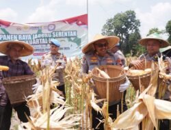 Sinergi Pertanian dan Ketahanan Pangan, Polres Klaten Dukung Panen Raya di Randusari