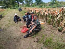 Babinsa Koramil 01/Boyolali Turun ke Sawah, Bantu Panen Jagung dan Dorong Ketahanan Pangan