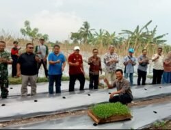 Budidaya Cabe Keriting Bersama BUMDes Nawasena Desa Batu Bantar