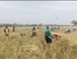 Babinsa Bantu Panen Padi, Ringankan Pekerjaan Petani