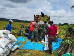 Musim Panen Tiba, Babinsa Hadir di Sawah Dampingi Petani