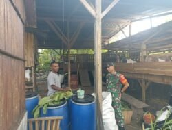 Babinsa Juwangi Dampingi Peternak Kambing, Dorong Peningkatan Kesejahteraan Warga