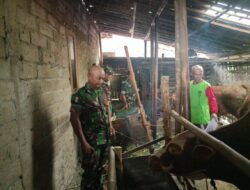 Burhan Cek Kebersihan Kandang Sapi, Pastikan Ternak Warga Sehat dan Terawat