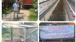 Diduga Proyek Siluman, Bantuan Ternak Ayam Aspirasi Dewan Fraksi NasDem di Koroncong Dipertanyakan
