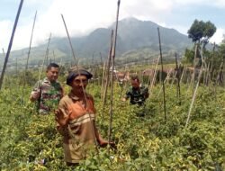 Babinsa Cepogo Turun ke Sawah, Bantu Petani Panen Cabai Demi Ketahanan Pangan