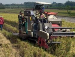 Efisiensi Kerja, Babinsa Bantu Petani Panen Padi Menggunakan Mesin Combi