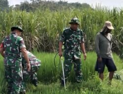 Babinsa Gendong Tangki Semprotan, Bantu Petani Rawat Tanaman Padi