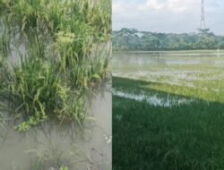 Ratusan Hektar Sawah di Kroya Cilacap Terendam Banjir Akibat Kali Tipar Lebih Tinggi dari Lahan Warga, Petani Desak Normalisasi Segera!