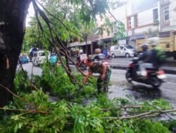 Gerak Cepat, Babinsa Manahan Bantu Evakuasi Pohon Tumbang Akibat Hujan Deras Dan Angin Kencang