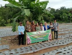 Usaha Pertanian Kebun Bawang Merah “BUNGDES SEKAR ABADI” Desa Kedaton Kecamatan Abung Tengah Lampung Utara