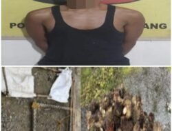 Polsek Gunung Megang Ringkus Pelaku Pencurian TBS di Areal PTPN IV, Kerugian Capai Hampir Rp 5 Juta