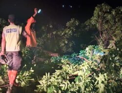 Pohon Tumbang Timpa Tiang Listrik, Polsek Buluspesantren Bergerak Cepat di Tengah Malam