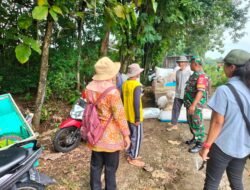 Babinsa dan PPL Nogosari Dampingi Petani Panen Padi