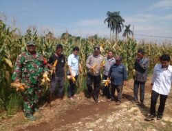 Panen Raya Jagung Hibrida di Desa Mekarsari, Kecamatan Rumpin