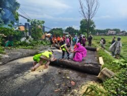 Pohon Tumbang Tutup Jalan Pakis–Daleman, Akses Kembali Normal