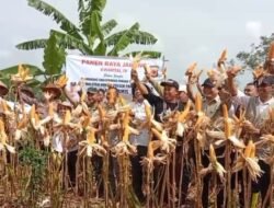 Panen Raya Jagung Kwartal 1V Mendukung Swasembada Pangan Tahun 2025 di Wilkum Polsek Pamarican