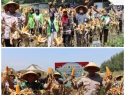 Kapolres Kendal Hadiri Panen Raya Jagung, Dukung Ketahanan Pangan Nasional